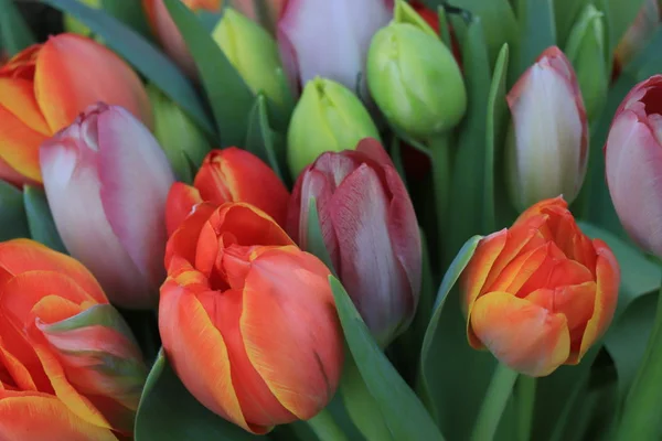 Röda och orange tulpaner — Stockfoto