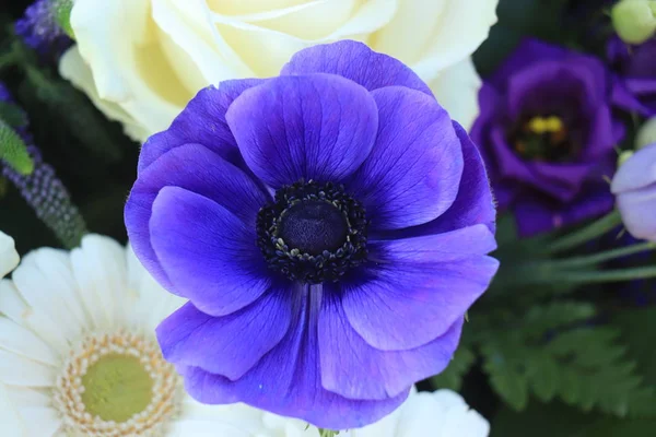 Blue anemone in sunlight — Stock Photo, Image