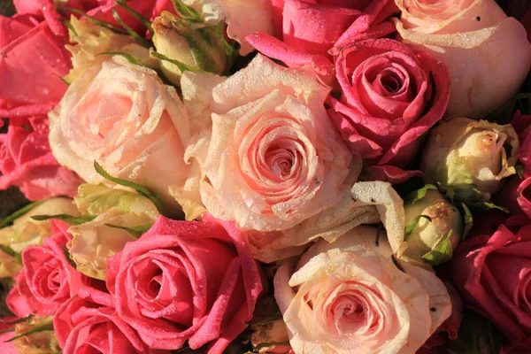 Gemischte rosa Rosen — Stockfoto