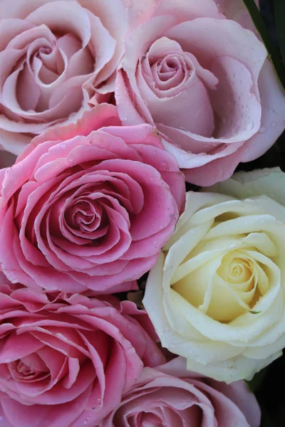 Rosa, lila och vita bröllopsrosor — Stockfoto