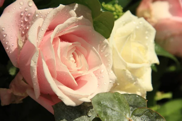 Große rosa Rose — Stockfoto