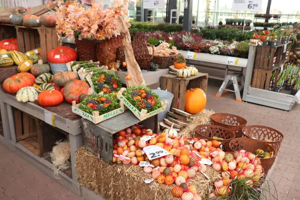 Velserbroek, Pays-Bas, 17 octobre 2018 : décorations d'automne — Photo