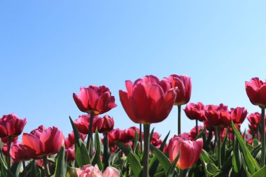 bir alandaki laleler