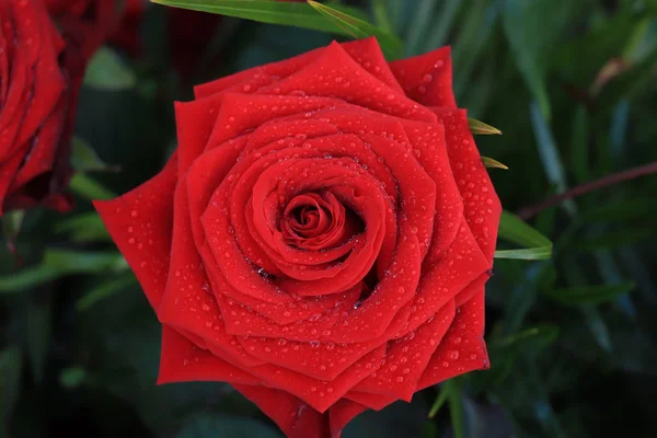 Κόκκινο υγρό τριαντάφυλλο — Φωτογραφία Αρχείου