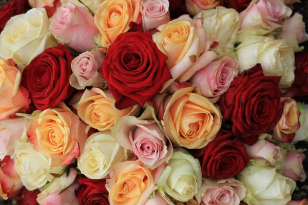 Rosas cor-de-rosa — Fotografia de Stock