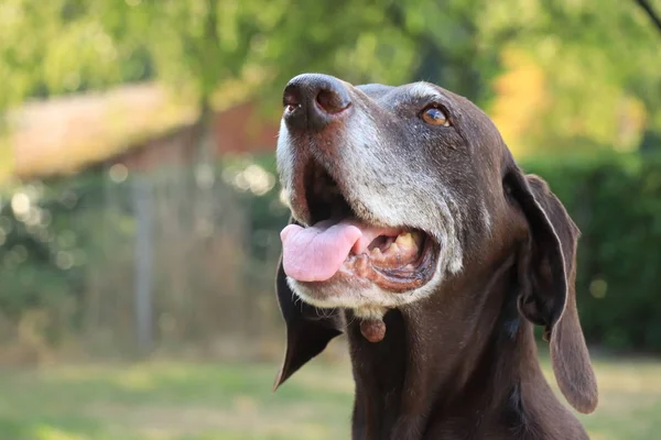 Alemán Shorthaired Pointer senior — Foto de Stock