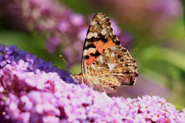 Senhora pintada (Vanessa cardui) borboleta no verão lilás — Fotografia de Stock