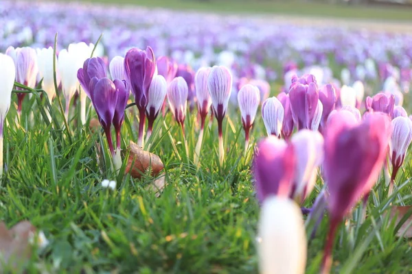 Crocus violets et blancs dans un champ — Photo