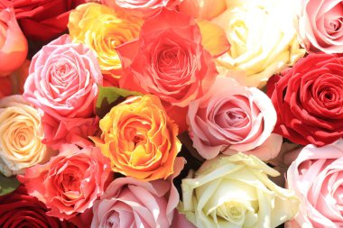 Düğün çiçekleri: çeşitli parlak renklerde güller