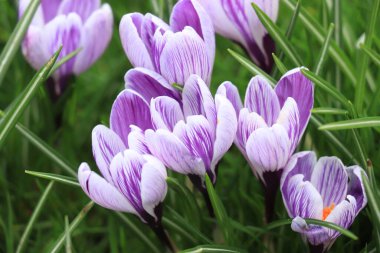 Otların arasında bir grup mor beyaz timsah.