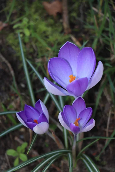 Grupp Palmlila Krokusar Gräset — Stockfoto