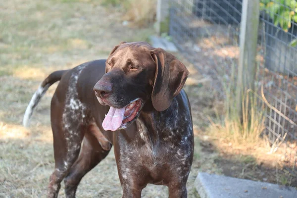 Γερμανική Shorthaid Pointer Ετών Αρσενικό Σκυλί Συκώτι Και Λευκό Ticked — Φωτογραφία Αρχείου