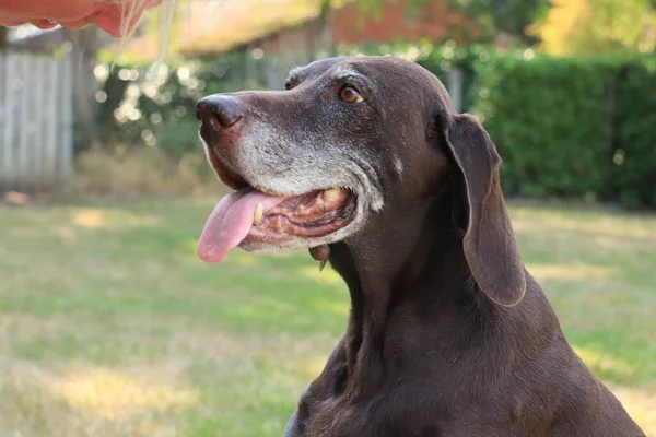 Pointeur Allemand Poil Court Chienne Âgée Ans — Photo