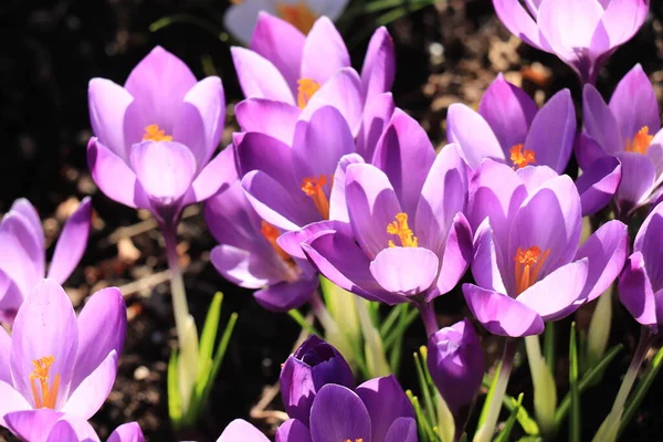 早春の日光で紫色のクロッカスの咲く — ストック写真