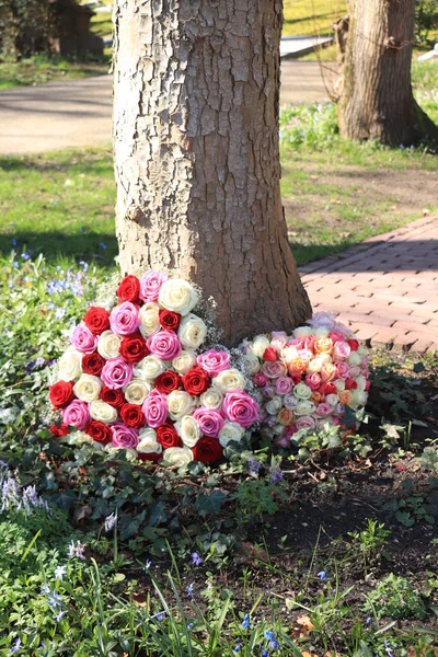 心形的同情花朵靠近一棵树 玫瑰五彩斑斓 — 图库照片