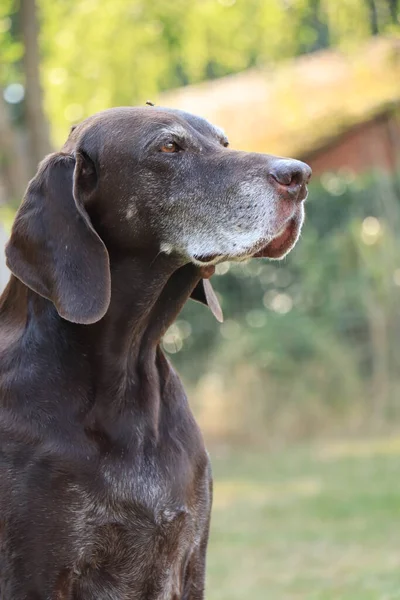 Duitse Kortharige Pointer Jaar Oud Senior Teef Hond — Stockfoto