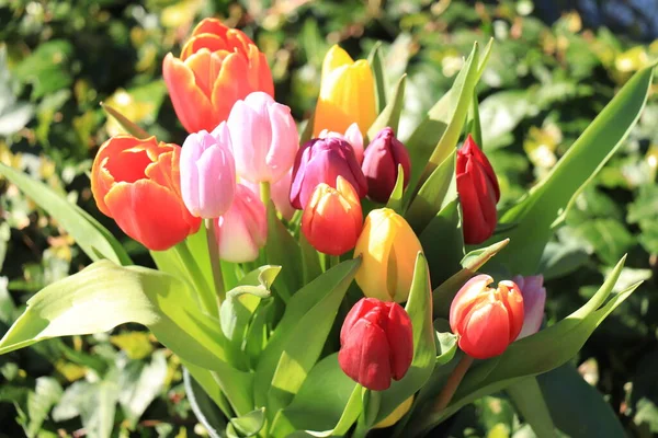 Цветной Букет Тюльпанов Представляющий Весенние Цвета — стоковое фото