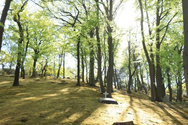 Orman mezarlığında tek bir mezar