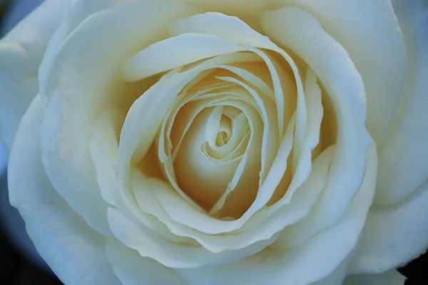 Gros Plan Une Rose Blanche Dans Cadre Bouquet Nuptial — Photo