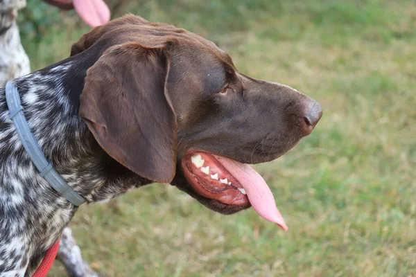 Alemão Shorthaired Pointer Ano Idade Cão Masculino Fígado Casaco Carrapato — Fotografia de Stock