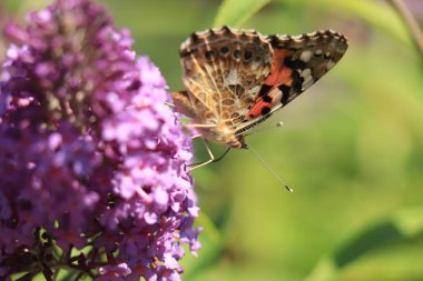 Yaz leylağında boyanmış kadın (Vanessa cardui) kelebek