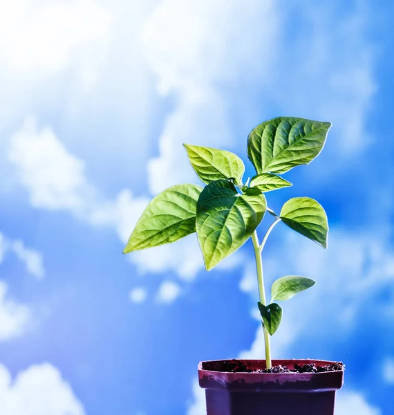 Pepper seedling in pot — Stock Photo, Image