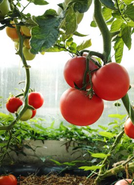 taze domates bitkiler