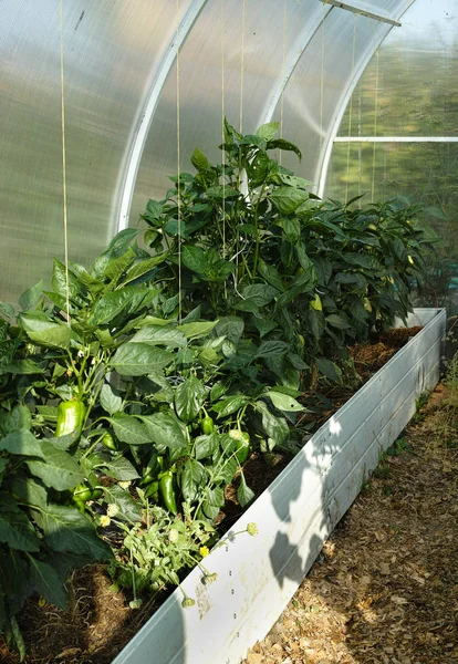 Pimientos en una cama en un invernadero — Foto de Stock