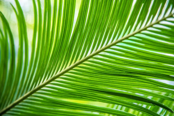 Palmera Tropical Vista Cerca — Foto de Stock