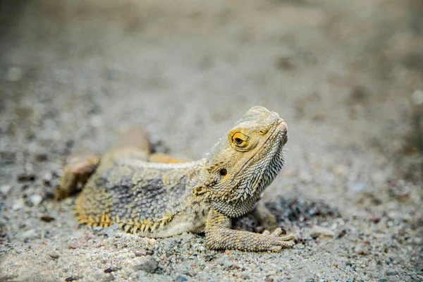 Close View Lizard Ground — Stock Photo, Image