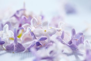 güzel Eflatun çiçekler