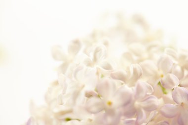 güzel Eflatun çiçekler