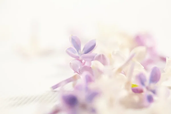 Flores lilás agradáveis — Fotografia de Stock