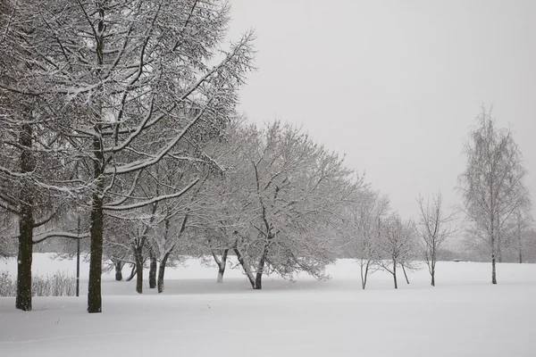 Beautiful winter landscape — Stock Photo, Image