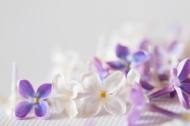 güzel Eflatun çiçekler