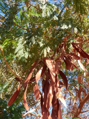 Dallarda yeşil yapraklar