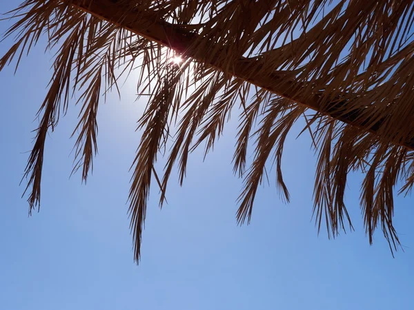 Gren av palmträd — Stockfoto