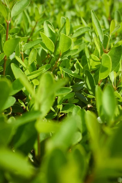 Zielone kiełki na łące — Zdjęcie stockowe