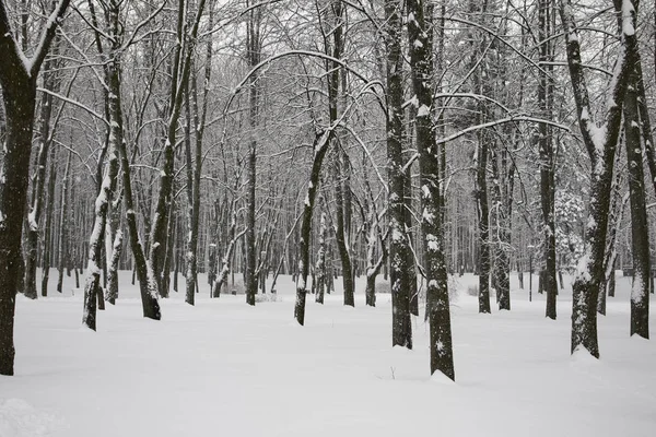 冬の雪の公園 — ストック写真