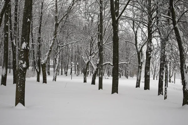 冬の雪の公園 — ストック写真