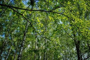 Yeşil huş ağacı orman