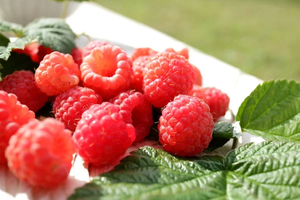 美味的新鲜树莓 — 图库照片