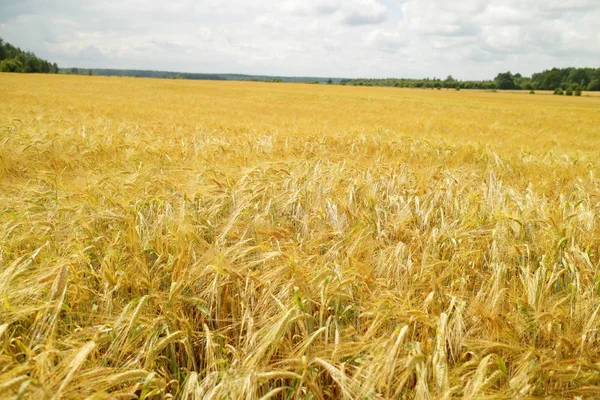 Golden wheat field — Stock Photo, Image