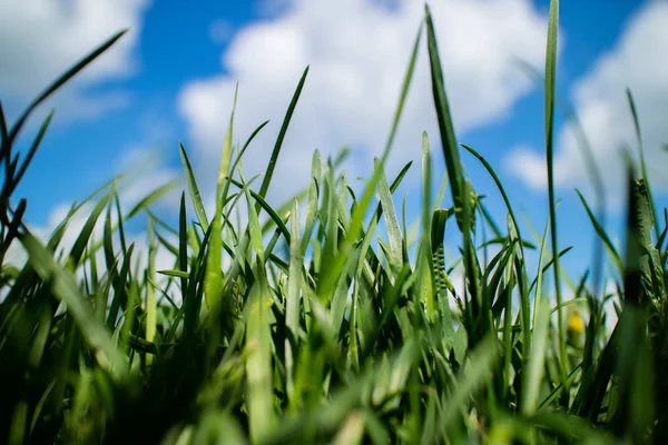 Hierba en campo de primavera —  Fotos de Stock