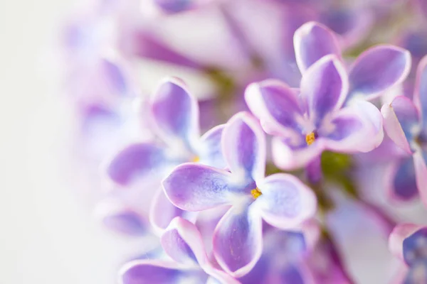 Piękne kwiaty bzu — Zdjęcie stockowe