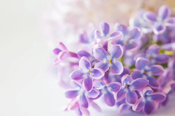 Beautiful  lilac flowers — Stock Photo, Image