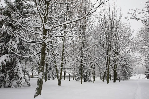 Beautiful winter park — Stock Photo, Image