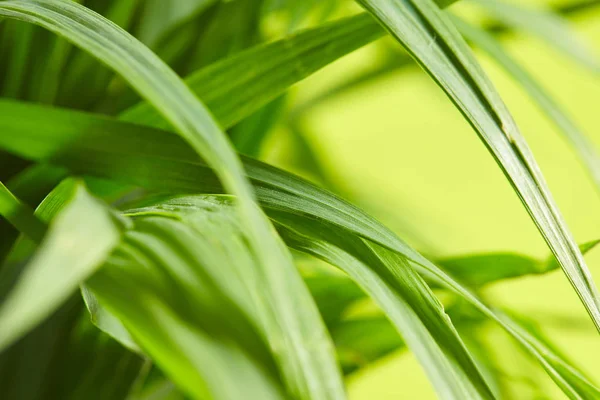 Gotas de agua en la hierba verde — Foto de Stock