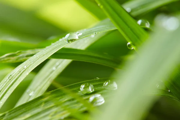 Gouttes Eau Sur Herbe Verte Matin Fermer — Photo