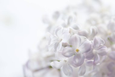 güzel Eflatun çiçekler 